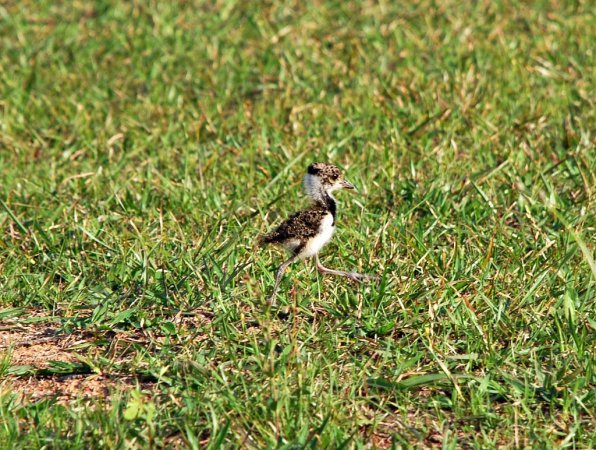 Photo (18): Southern Lapwing