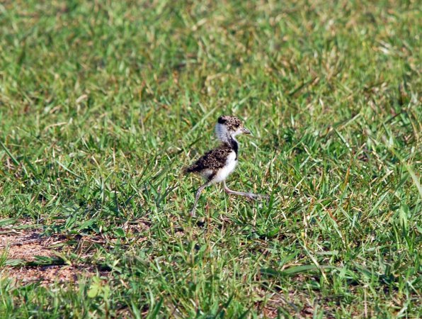 Photo (6): Southern Lapwing