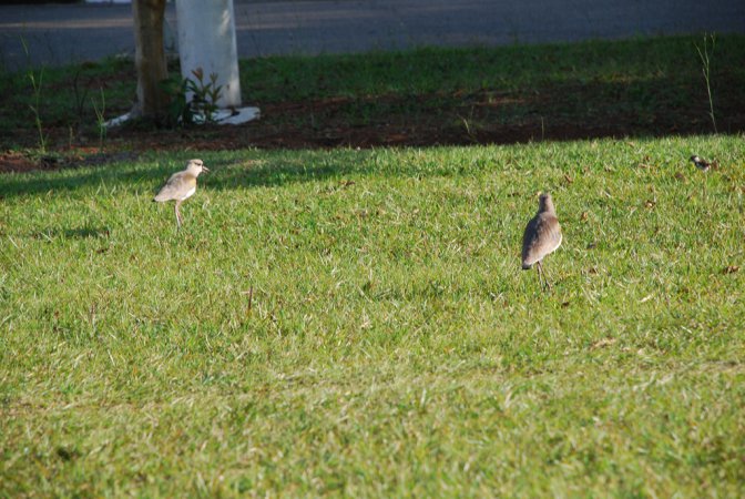 Photo (20): Southern Lapwing