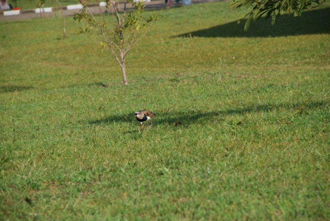 Photo (14): Southern Lapwing