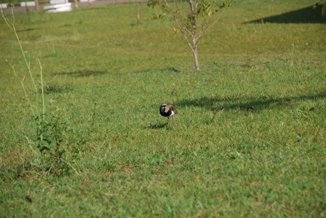 Photo (12): Southern Lapwing