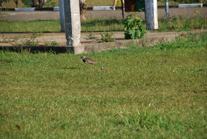 Photo (19): Southern Lapwing
