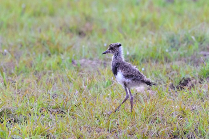 Photo (4): Southern Lapwing