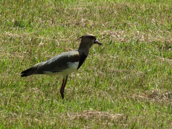 Photo (2): Southern Lapwing