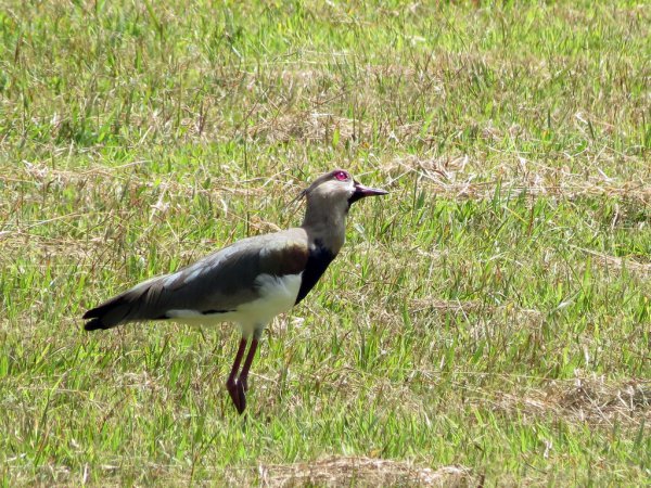 Photo (5): Southern Lapwing
