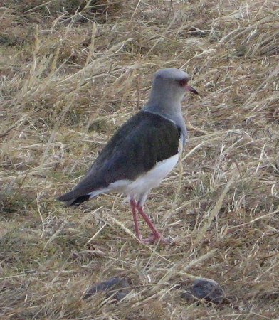 Photo (2): Andean Lapwing