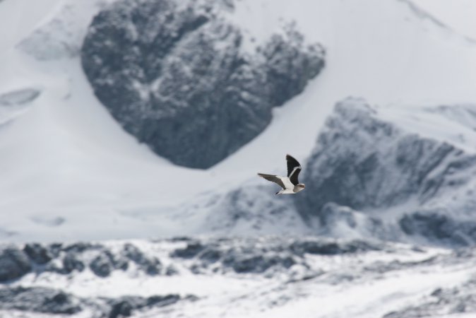 Photo (1): Andean Lapwing