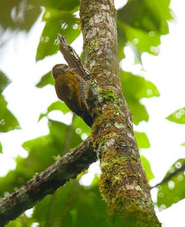Photo (1): Red-stained Woodpecker