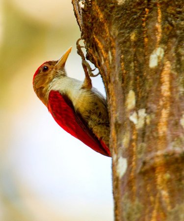 Photo (1): Scarlet-backed Woodpecker
