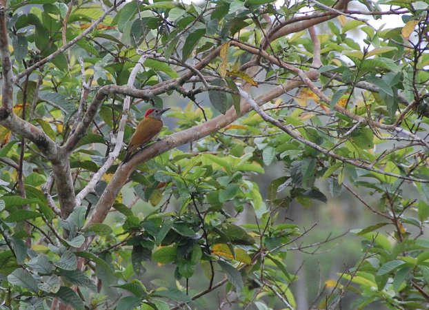 Photo (1): Smoky-brown Woodpecker
