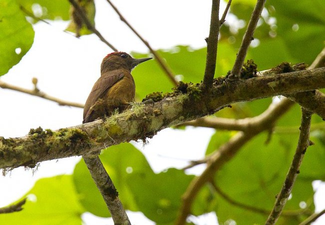 Photo (3): Smoky-brown Woodpecker