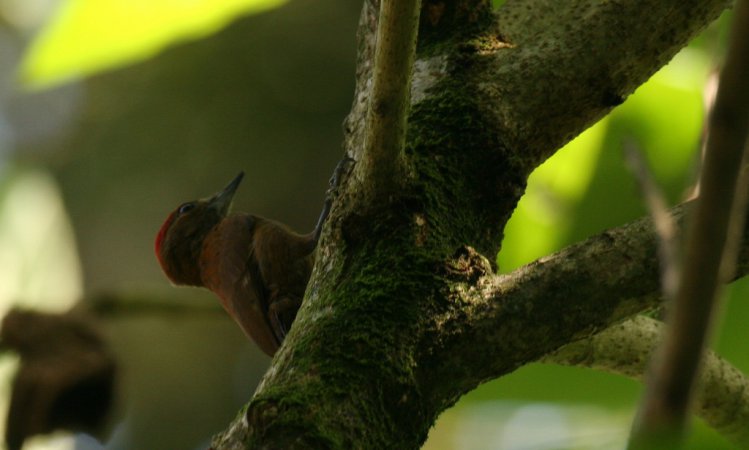 Photo (4): Smoky-brown Woodpecker