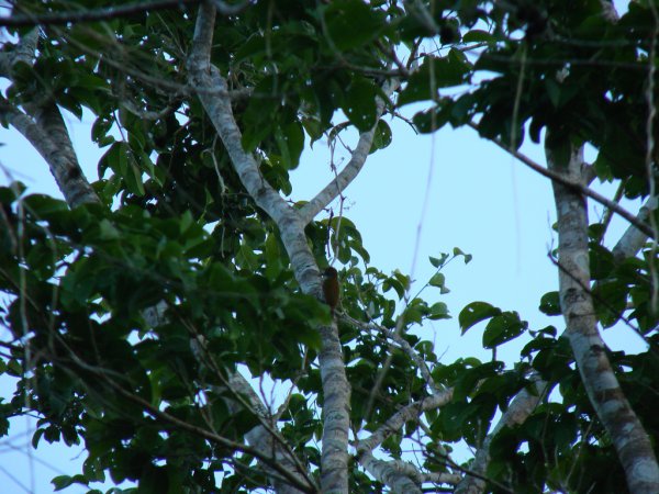 Photo (1): Red-rumped Woodpecker