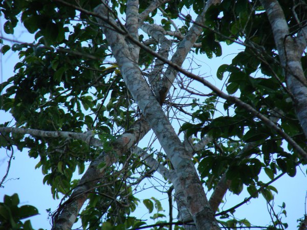 Photo (3): Red-rumped Woodpecker