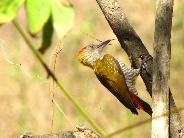 Photo (2): Red-rumped Woodpecker