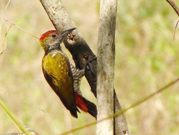 Photo (7): Red-rumped Woodpecker