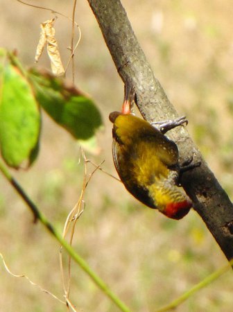Photo (4): Red-rumped Woodpecker