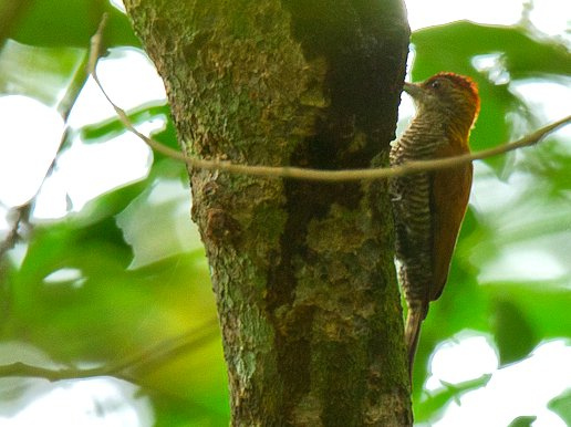 Photo (5): Red-rumped Woodpecker