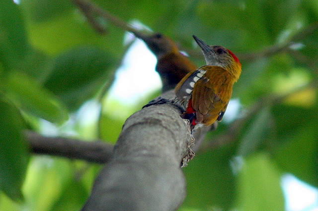Photo (9): Red-rumped Woodpecker