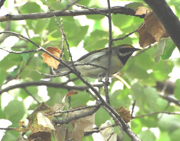 Photo (7): Golden-winged Warbler