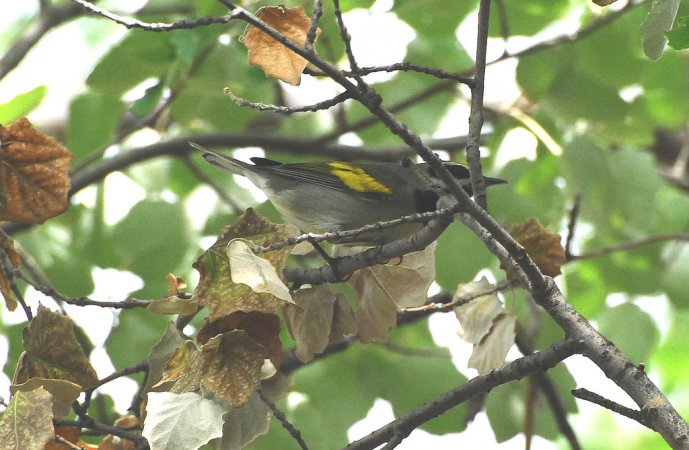 Photo (11): Golden-winged Warbler