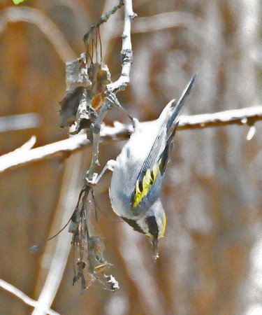 Photo (8): Golden-winged Warbler