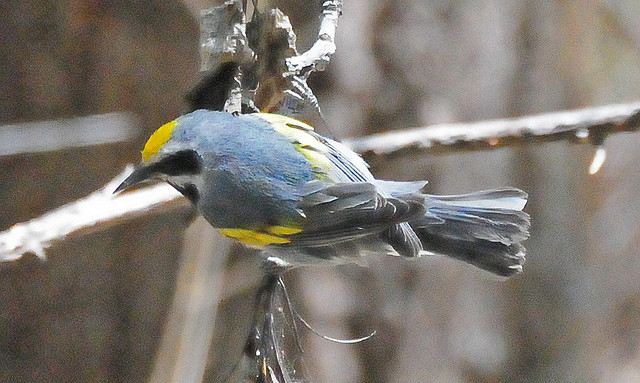 Photo (12): Golden-winged Warbler