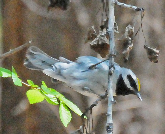 Photo (10): Golden-winged Warbler