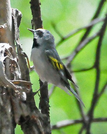 Photo (13): Golden-winged Warbler
