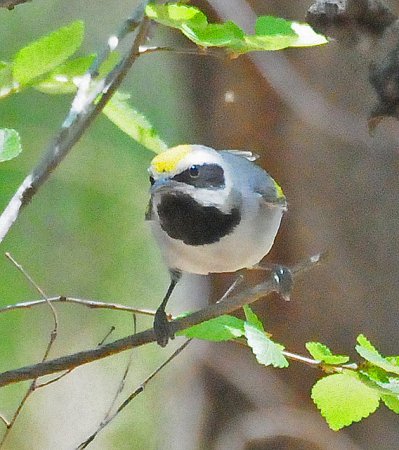 Photo (9): Golden-winged Warbler