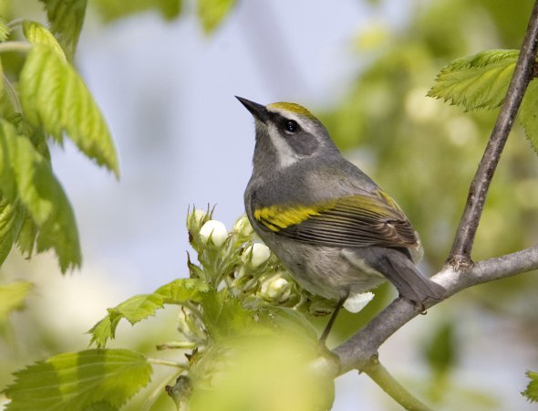 Photo (2): Golden-winged Warbler