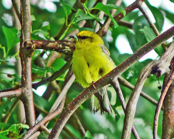Photo (8): Blue-winged Warbler