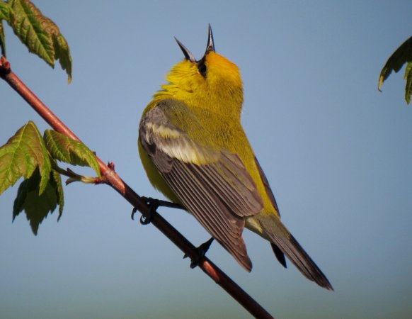 Photo (1): Blue-winged Warbler