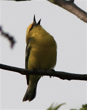 Photo (4): Blue-winged Warbler