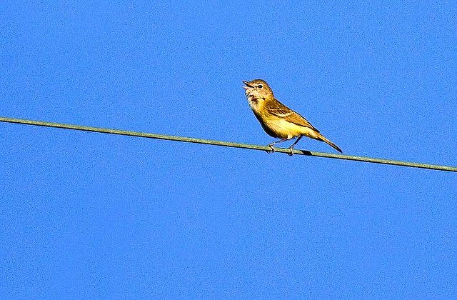 Photo (7): Bell's Vireo