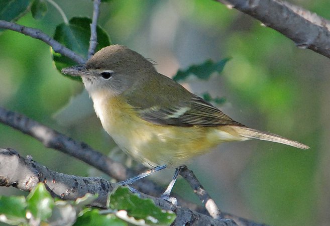 Photo (2): Bell's Vireo