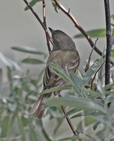 Photo (6): Bell's Vireo
