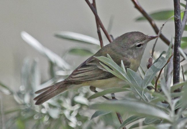 Photo (4): Bell's Vireo