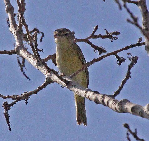Photo (5): Bell's Vireo