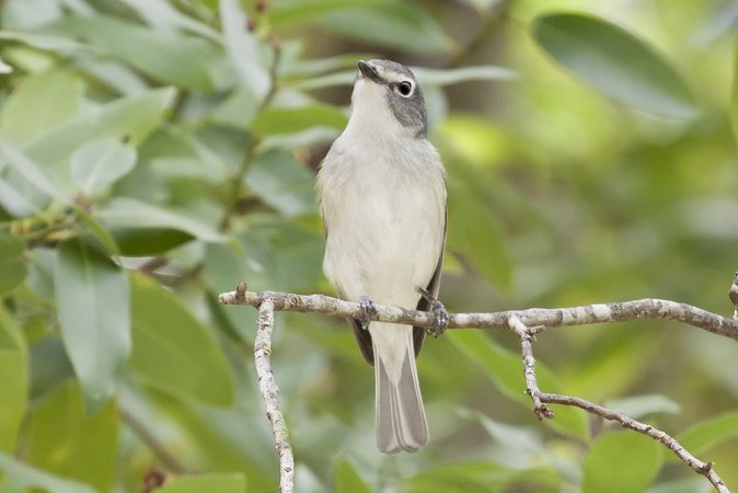 Photo (3): Cassin's Vireo