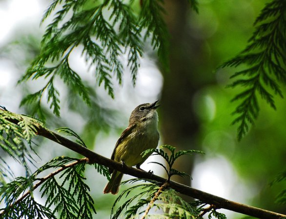 Photo (9): Cassin's Vireo