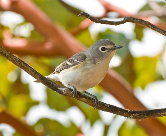 Photo (14): Cassin's Vireo
