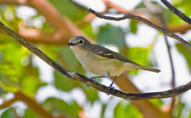 Photo (11): Cassin's Vireo