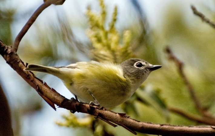 Photo (13): Cassin's Vireo