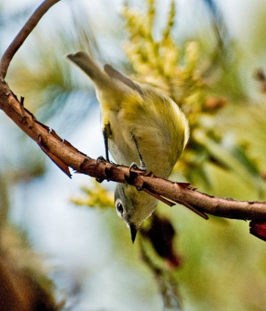 Photo (20): Cassin's Vireo
