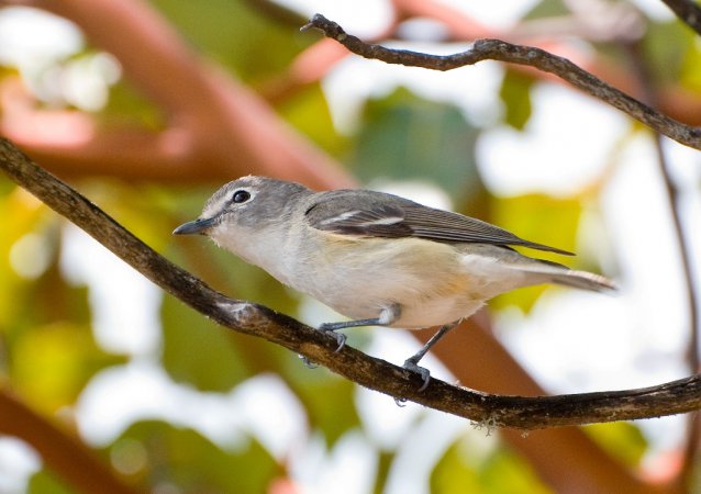 Photo (17): Cassin's Vireo