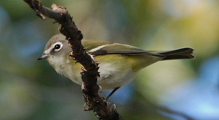 Photo (16): Cassin's Vireo