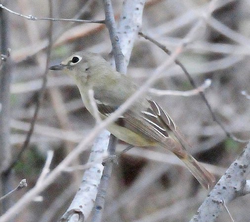 Photo (15): Cassin's Vireo