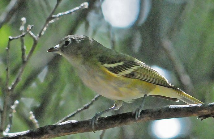 Photo (21): Cassin's Vireo