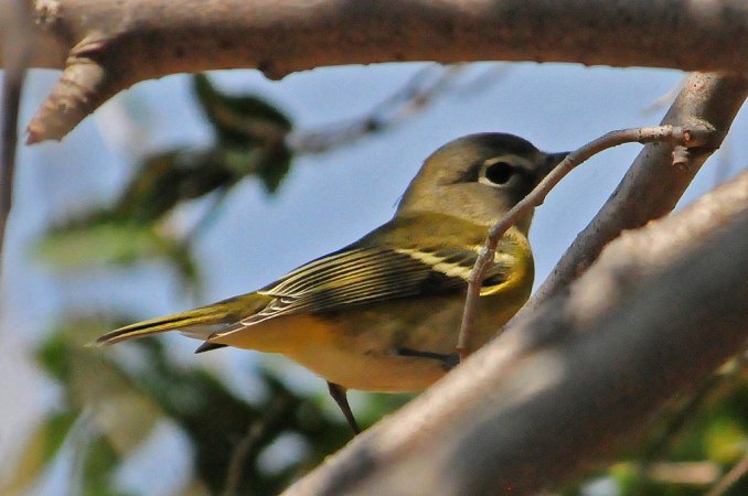 Photo (10): Cassin's Vireo